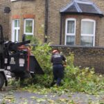 Tree Surgeons Dulwich