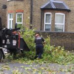 Tree Surgeons Chelmsford