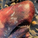 Rare whale with long, spiky teeth washes up at California beach