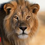 Lion attack in Australia leaves zookeeper badly injured