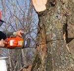 Tree Surgeons Enfield