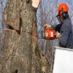 Tree Surgeons Essex